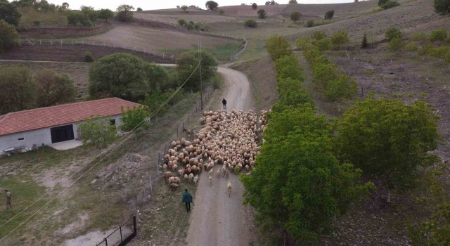 Amasyada koyun sürülerinin yayla göçü erken başladı