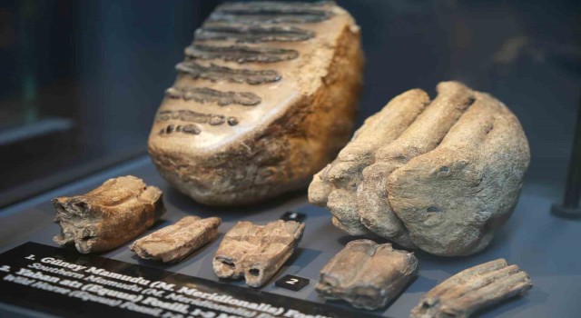 Aralarında mamut fosilinin de yer aldığı 545 milyon yıllık fosiller Samsunda sergileniyor