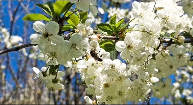 Arıcılardan çevre örgütlerine ilginç sitem: Arı yoksa peşinden koştukları hayvanlar da olmayacak
