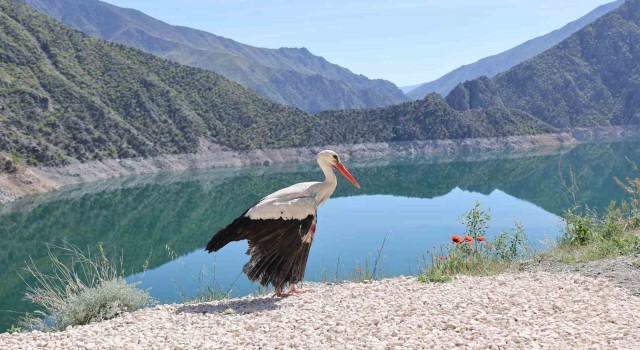 Artvinde tedavisi tamamlanan leylek doğaya bırakıldı