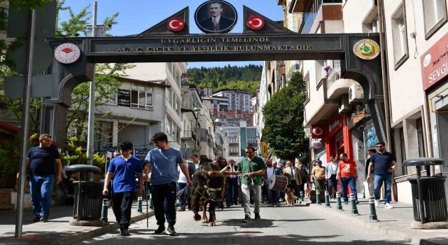 Artvinde turizm haftası boğalı kortej yürüyüşüyle başladı