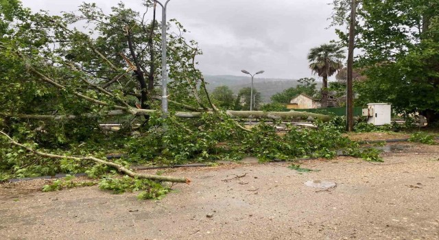 Aşıra yağışa dayanamayan ağaç yola devrildi