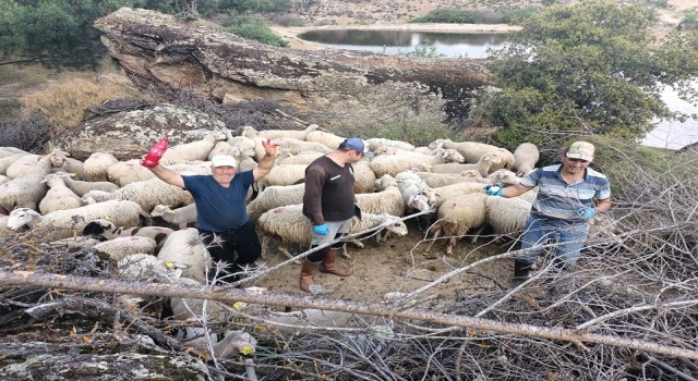 Aydında hayvan sağlığı saha çalışmaları devam ediyor