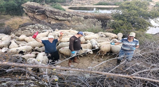 Aydında hayvan sağlığı saha çalışmaları devam ediyor