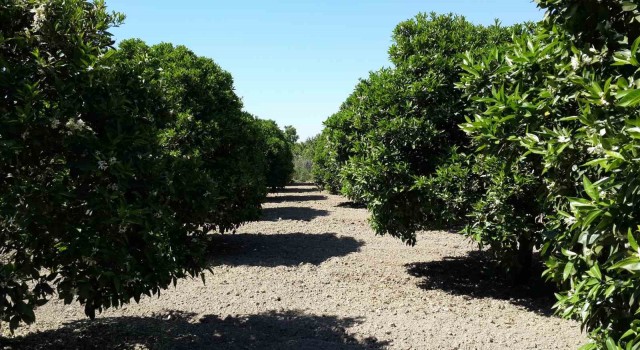 Aydında turunçgilde unlu bit mücadelesi başladı