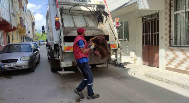 Ayıyı parçalayıp çöpe attılar