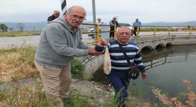 Balıkesirde doğal sit alanı olan derede balık ölümleri başladı