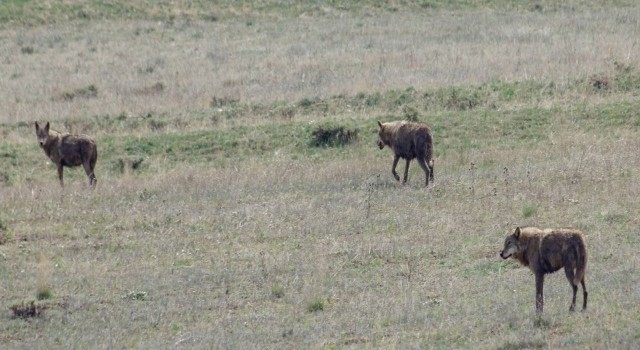 Bayburtta ilçeye inen 3 kurt arazide görüldü