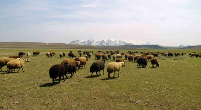 Bayburtta meralar küçükbaş hayvanlarla şenlendi