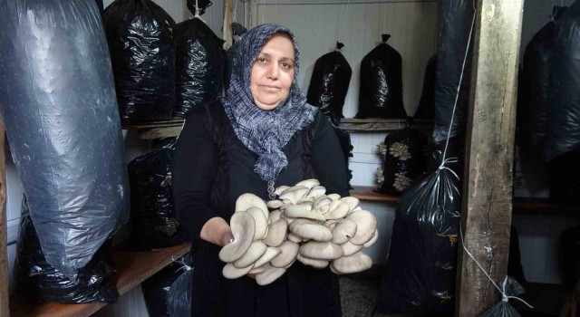 Bebek gibi bakımlarını yapıyorum diyen kadın 5 metrekare alanda mantar üretiyor