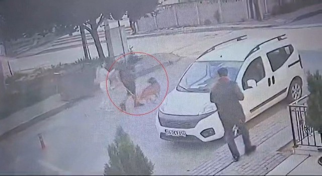 Bekçi ile boksör arasında ağızlıksız pitbull kavgası