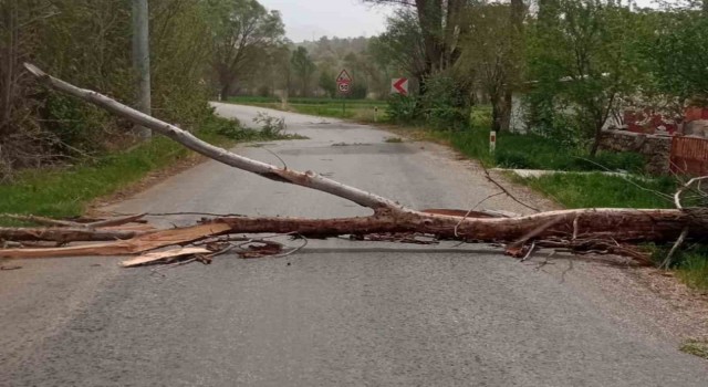 Beyşehirde devrilen ağaç yolu kapattı