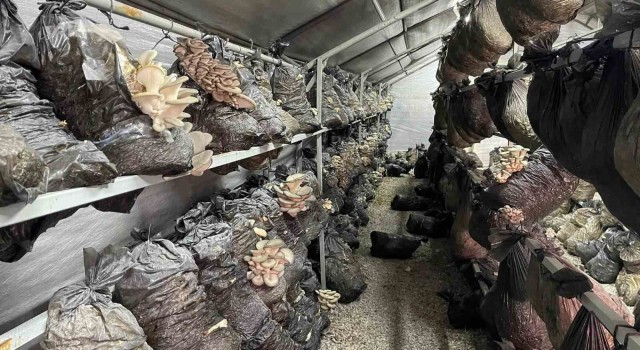 Beyşehirde mantar üretimi üreticilerin gözdesi oldu