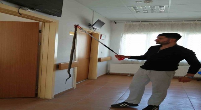 Bilecikte sağlık ocağına giren yılan panik yaşattı