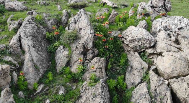 Bitlisin huzur veren tepesinde ters lale güzelliği