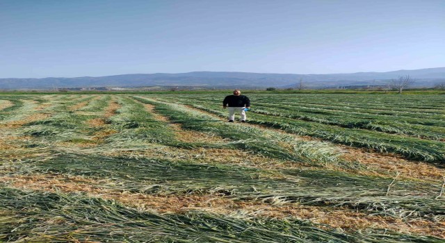Bozdoğanda ilçe tarım kaba yemin önemine dikkat çekti