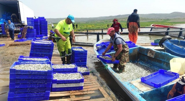 Bozkırın ortasından Avrupaya gümüş balığı ihracat ediliyor