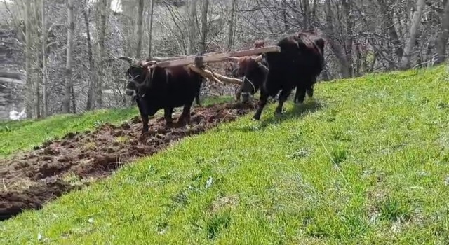 Bu ilçede halen Kara saban kullanılıyor