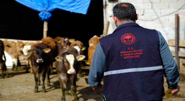 Büyükbaş hayvanlar kenelere karşı ilaçlanıyor