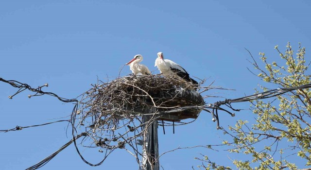 Büyükçekmecede 20 yıldır aynı yere yuva yapan leylekler bu yıl da gelerek yuva yaptı