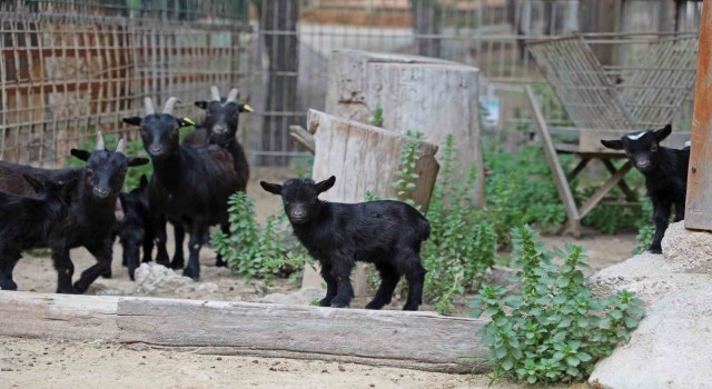 Büyükşehir Doğal Yaşam Parkında yeni doğan yavrular şenlendirdi