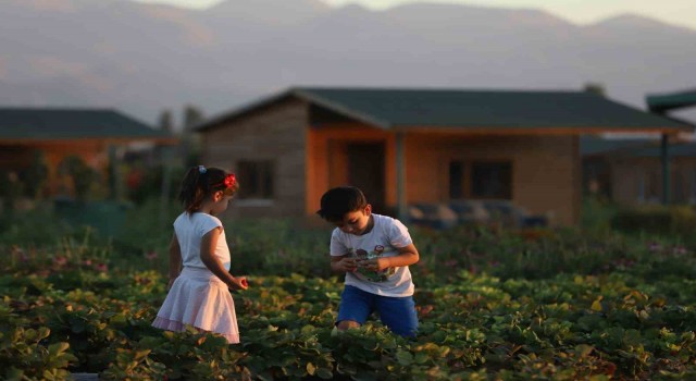 Büyükşehirde 2 bin 543 adet hobi bahçesi için 22 bini aşkın başvuru