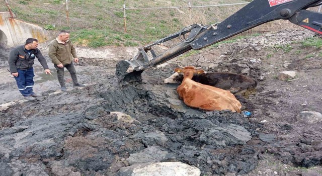 Çamura saplanan inekler kepçeyle kurtarıldı