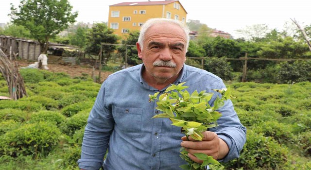 Çayın düşmanı: ‘Telgraf otu