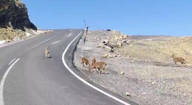 Çukurcada dağ keçileri sürü halinde görüntülendi