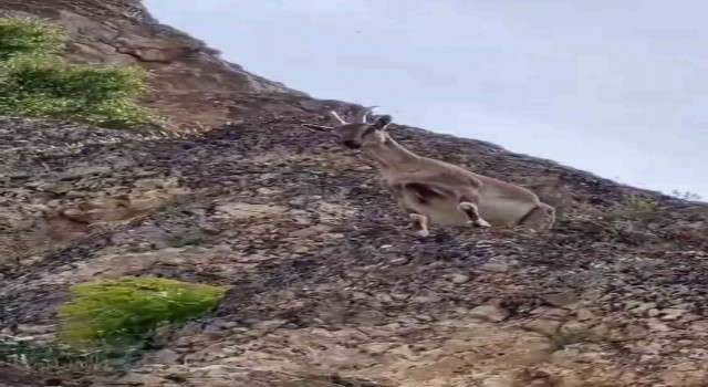 Dağ keçileri Palu Kalesini mesken tuttu