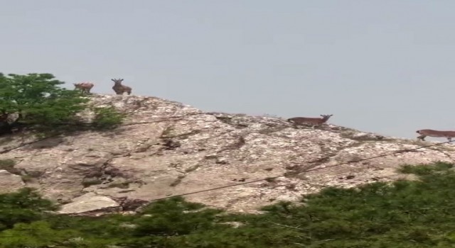 Dağ keçileri sürü halinde Harputta görüntülendi