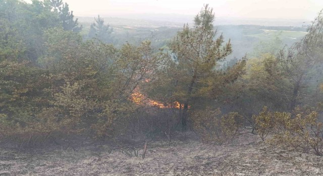 Denizlide sezonun ilk orman yangını büyümeden söndürüldü