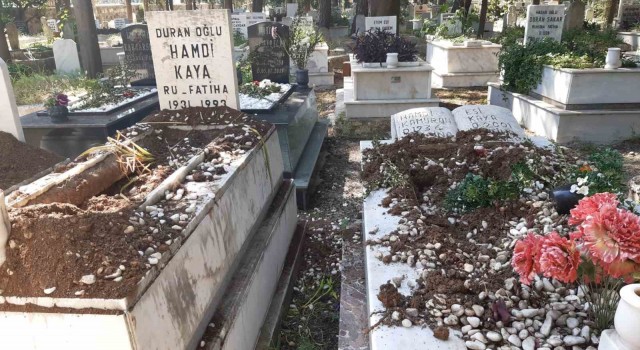 Domuzlar şimdi de mezarlara dadandı