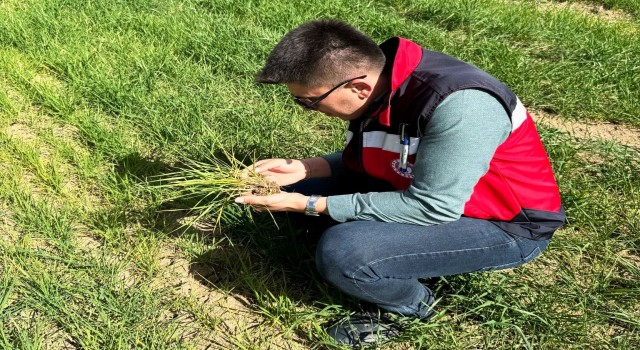 Dumlupınarda hububat ekili arazilerde ürün gelişim, hastalık ve zararlı kontrolleri