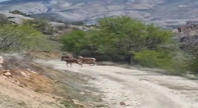 Elazığda dağ keçileri görüldü