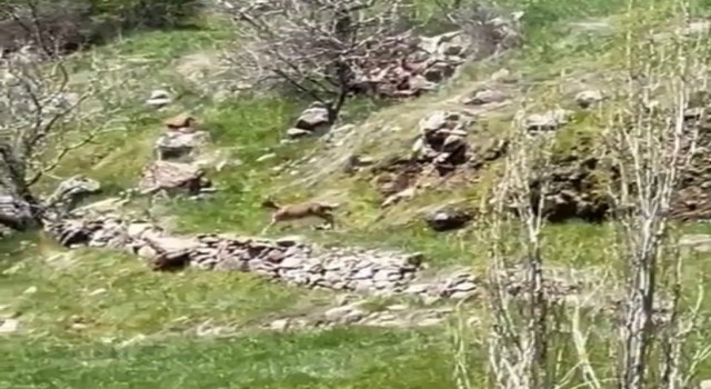Elazığda dağ keçileri görüntülendi