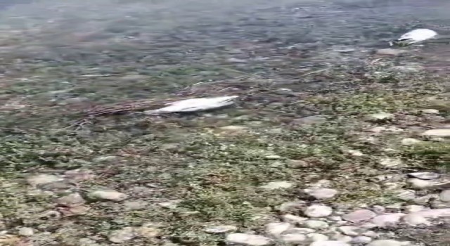 Elazığda martı ölümleri tedirginlik yaşattı