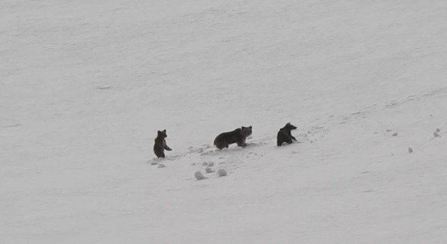 Erzincanda anne ayı ve yavruları karlı arazide dolaşırken görüntülendi