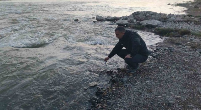 Fizyolojik uyum süreçlerini tamamlayan Van Gölünün incilerinin zorlu yolculuğu başladı