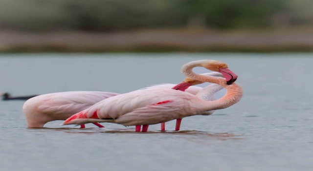 Flamingolar Akkaya Barajında
