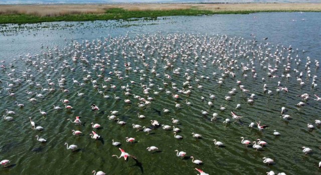 Flamingolar bu yıl da Eber Gölünde geçici olarak konakladı