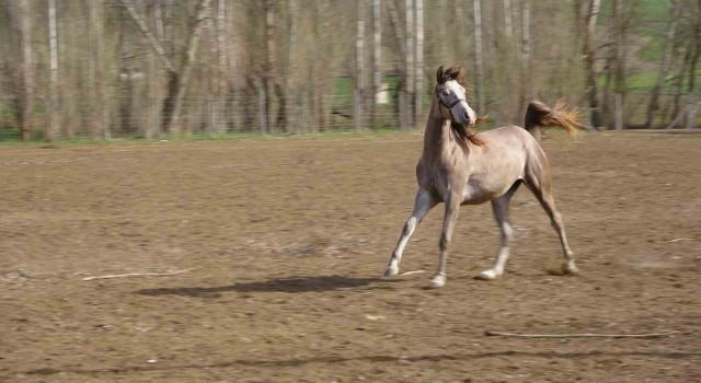 Geleceğin şampiyon adayı safkan Arap atları Yozgatta yetiştiriliyor