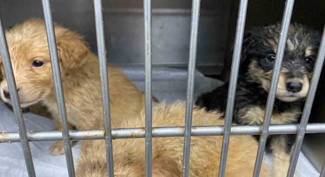 Hamile köpeği silahla vurdular, acı içinde yavrularını doğurdu