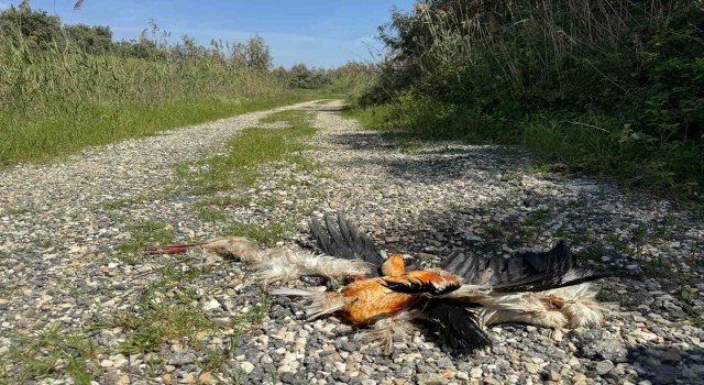Hatayda göç yolundaki leylekleri silahla vurdular