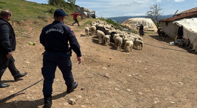 Hisarcıkta kaybolan 55 küçükbaş hayvanı jandarma buldu