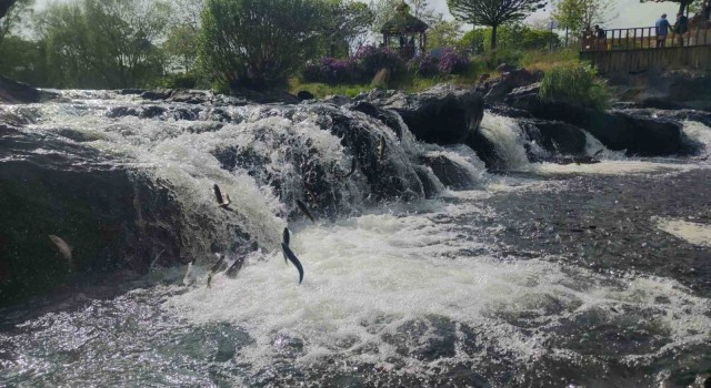 İnci kefalinin zorlu göçü başladı