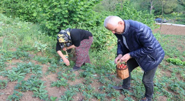 Karadeniz Ereğlide ilk çilek hasadı yapıldı