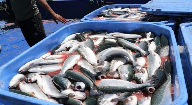 Karadeniz Somonu ihracatına Göl somonu darbesi