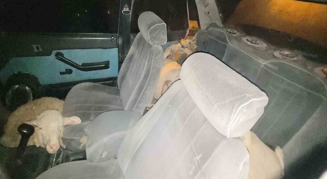 Karamanda polisten kaçan otomobilde 7 çalıntı koyun çıktı