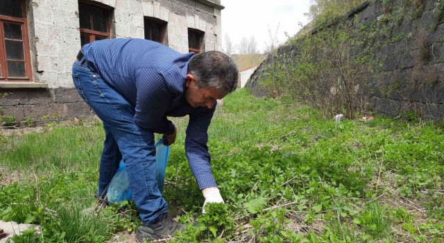 Karsta ısırgan otu toplanmaya başladı